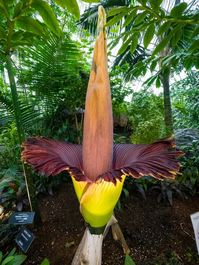 015139500_1572010224-amorphophallus-titanum-2443620_1920